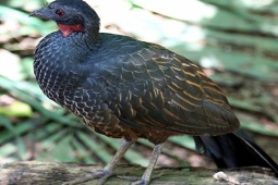 Thị trường - Tiêu dùng - Loài chim lạ có thể thải ra thứ quý như vàng, đi nhặt về bán kiếm bộn tiền