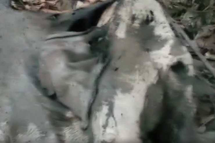Xác con voi rừng đang phân hủy ở khu vực rừng xã Sơn Tây, huyện Hương Sơn, Hà Tĩnh.