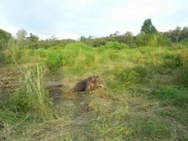 Hà Tĩnh: Phát hiện voi khổng lồ chết trong rừng
