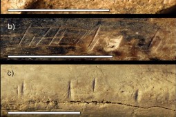 Vết cắt trên hóa thạch xương người cổ xưa cách đây 1,5 triệu năm hé lộ điều đáng sợ?