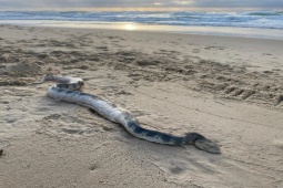 Phi thường - kỳ quặc - Đi dạo bờ biển, hoảng hồn phát hiện con vật kịch độc