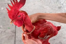 Thị trường - Tiêu dùng - Con gà không có lông nổi tiếng khắp làng, thích ăn sầu riêng, khách trả 50 triệu chủ chưa bán
