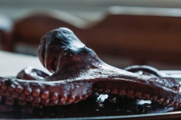 Sức khỏe đời sống - Các bác sĩ tìm thấy cả con bạch tuộc mắc kẹt trong thực quản của một người đàn ông