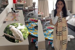 Bạn trẻ - Cuộc sống - Cô gái sốc khi vẹt "đột nhập" vào phòng khách sạn làm loạn