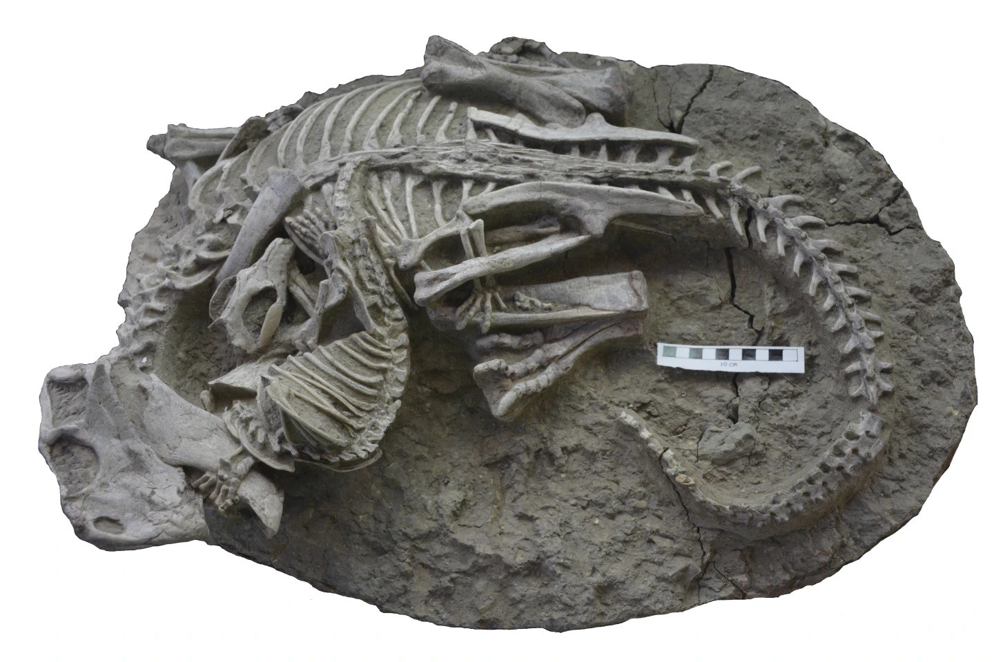 Hóa thạch đặc biệt cho thấy cảnh một sinh vật có vú tấn công và ăn thịt khủng long (ảnh: AP)