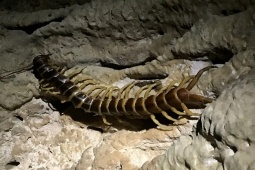 Media - Loài rết "sát thủ" chuyên săn dơi đáng sợ thế nào?