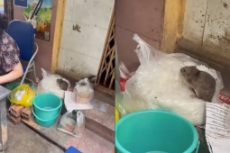 Tin tức trong ngày - Xôn xao hình ảnh con chuột "chễm chệ" trên túi bún tại quán bún trộn