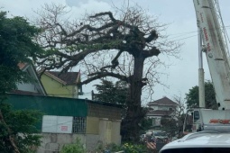 Tin tức trong ngày - Vì sao cây bàng cổ hàng trăm năm tuổi ở Nghệ An bị chặt hạ?