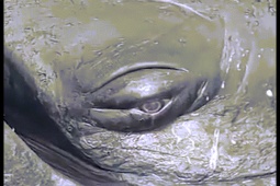 Thế giới - Sự thật cá voi lưng gù hấp hối, chảy nước mắt như người