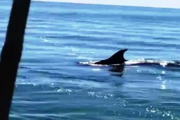 Cá voi bất ngờ xuất hiện gần bờ biển TT-Huế