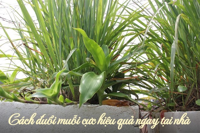 Thay vì việc đốt hương muỗi hay sử dụng dầu rửa bát, bạn có thể trồng một số loại cây có công dụng đuổi muỗi như: cây sả, húng quế, bạc hà,..