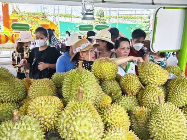 Sầu riêng đứt lứa, xuất khẩu rau quả rời đỉnh