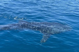 Tin tức trong ngày - CLIP: Du khách hào hứng ngắm cá nhám voi “khủng” trên vịnh Quy Nhơn