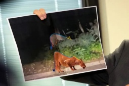 Thế giới - Kết quả vụ hơn 200 cảnh sát cùng trực thăng, xe bọc thép truy lùng "sư tử cái" ở Đức