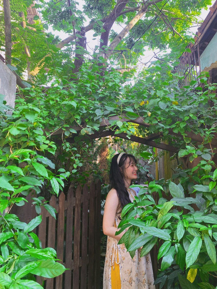 Cây lá xanh mướt.