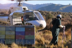 Thị trường - Tiêu dùng - "Thần dược"  nào thu hoạch bằng trực thăng, giá hàng chục triệu đồng?