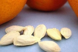 Sức khỏe đời sống - Hạt cam quýt là 'báu vật' mang lại nhiều lợi ích, nhiều người không biết thường vứt bỏ