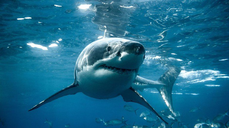 Cá mập trắng lớn, loài sinh vật được coi là hung thần đại dương.