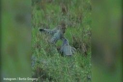 Video: Báo đốm ”tát thẳng” vào mặt cá sấu vì bị cướp mồi và cái kết ngỡ ngàng