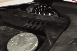 Thế giới xe - Clip: Rắn kịch độc nằm ngay nắp bình xăng xe máy