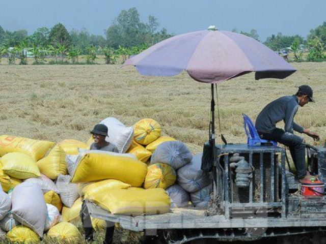 Ấn Độ cấm xuất khẩu gạo: Cơ hội thế nào, rủi ro ra sao với Việt Nam?