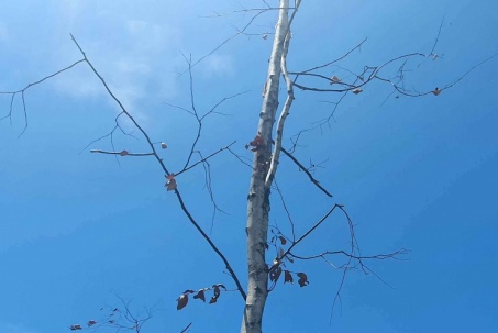 Số phận lay lắt của gần 100 cây Sao đen bứng đi rồi trồng lại ở Huế
