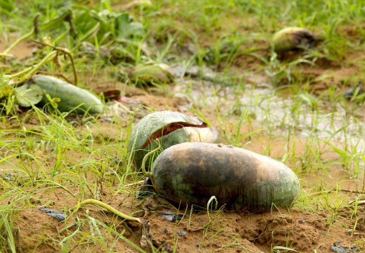 Rơi nước mắt cảnh dưa hấu của nông dân Gia Lai vứt đầy đường - 2