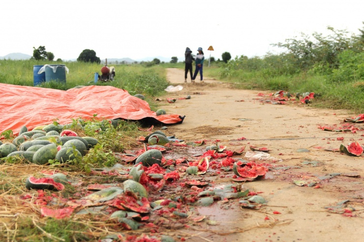 Dưa hỏng bị vứt khắp ruộng.