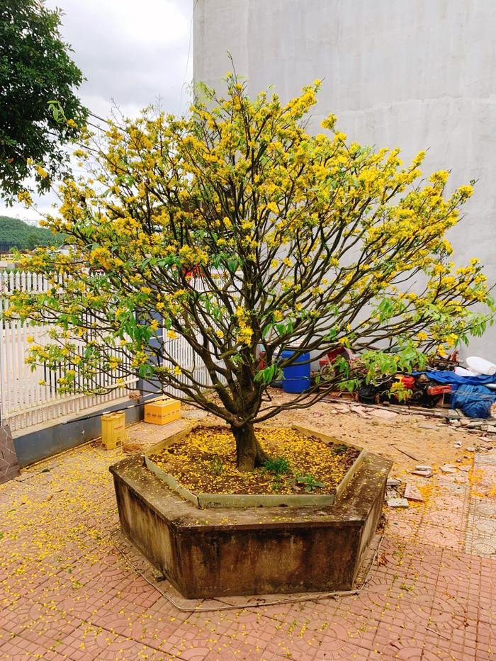 Tiết lộ bố là giám đốc, căn nhà của tân hoa hậu Huỳnh Trần Ý Nhi lập tức được tìm ra - 6