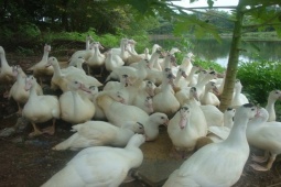 Pháp luật - Thiệt mạng sau cuộc điện thoại trao đổi... mua bán gia cầm