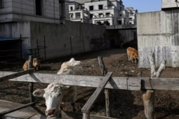 Kinh doanh - Biệt thự sang chảnh dùng để nuôi bò, khu đô thị hoang vắng như thành phố ma