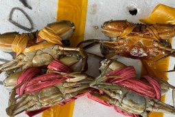 Thị trường - Tiêu dùng - Loại cua "lạ" ở Cà Mau, thịt dai và ngọt ít người biết đến, giá đắt khách vẫn "săn tìm"