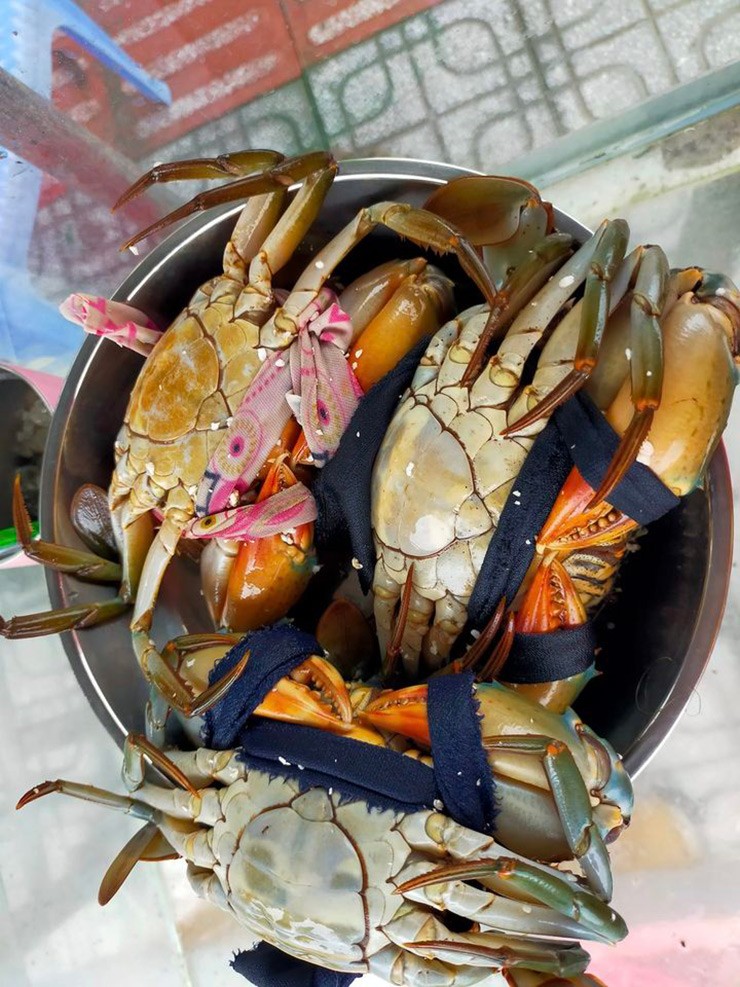 Đây là những con cua cái, chưa từng mang gạch son hay hiểu nôm na là cua chưa dậy thì.
