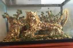 Thị trường - Tiêu dùng - Đại gia TP.HCM chi hơn trăm triệu đồng mua bình sâm "hình hổ"