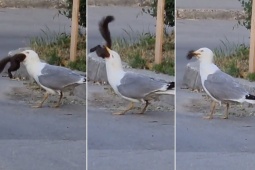 Media - Chim mòng biển gây sốc, ngấu nghiến nuốt chửng con sóc