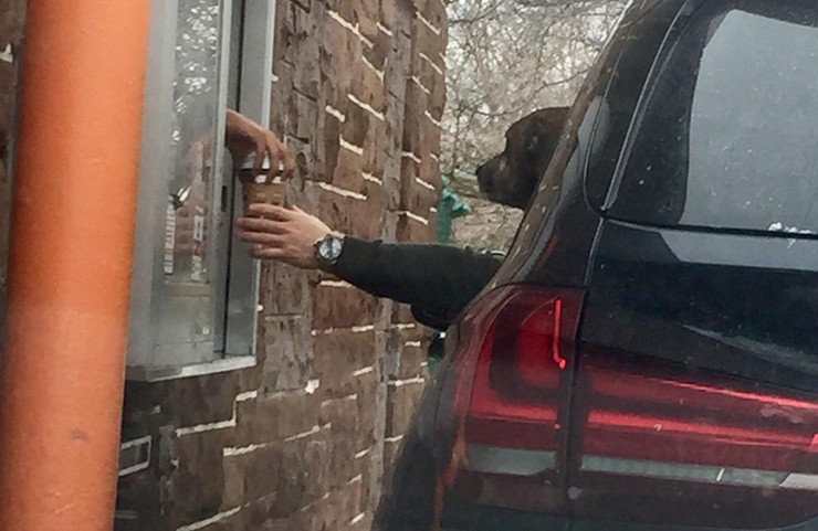 Khi bạn buồn ngủ, việc nhìn thấy một chú chó đang lấy cà phê đặt hàng sẽ khiến bạn phải dụi mắt.
