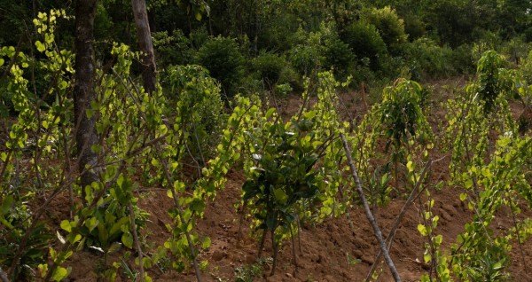 Sau khi đốn hạ thông, nhiều diện tích đất được dùng vào việc trồng tỉa.