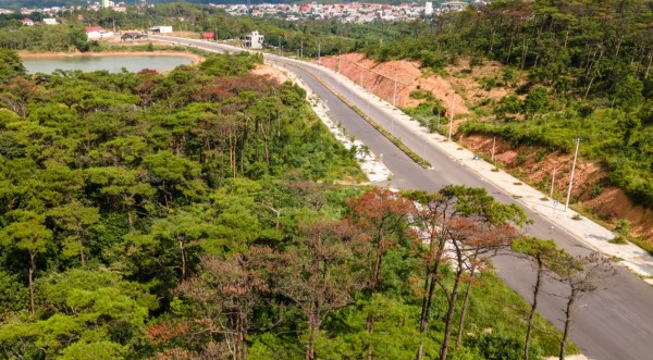 Thêm nhiều diện tích rừng thông bị bức tử để chiếm đất - 5