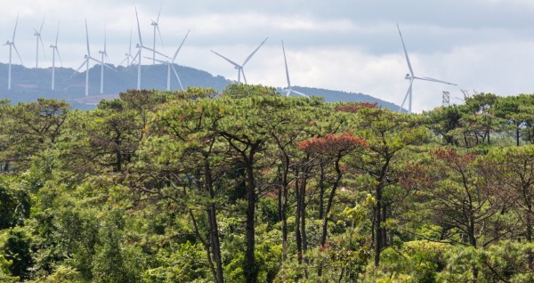 Rừng thông cổ thụ bị bức tử để lấn chiếm đất rừng chủ yếu hai bên đường Hùng Vương nối dài.
