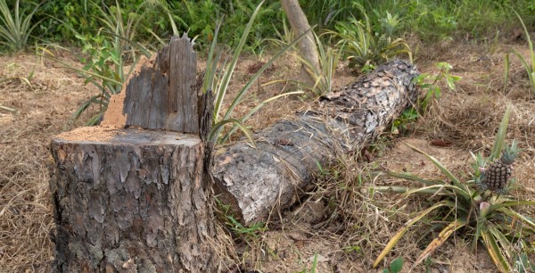 Hiện trường vụ rừng thông bị triệt hạ.