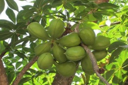 Thị trường - Tiêu dùng - 2 thứ "lộc trời" ở Việt Nam, lấy từ trên cây xuống bán, thành đặc sản nổi tiếng khắp nơi