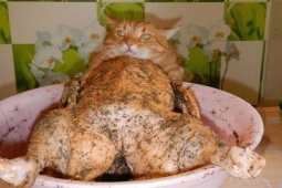 Tranh vui - Khi ảnh thật cứ ngỡ “ảo tung chảo”