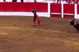 Thế giới - Hãi hùng cảnh "Messi của giới đấu bò" bị bò gần nửa tấn húc rồi ghì vào tường