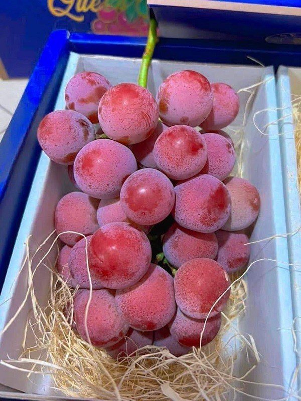 Trên chợ mạng đang rao bán la liệt nho Ruby Roman