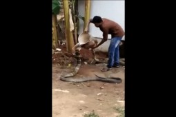 Video gây kinh ngạc về cảnh sống hòa hợp giữa người và rắn hổ mang chúa khổng lồ