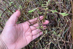 Đua nhau mua “cành củi khô xoăn tít” về trưng, dân buôn ngày bán trăm bó