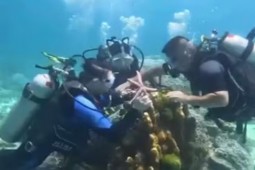 Nhóm du khách Trung Quốc đối mặt với án tù sau khi giẫm đạp lên san hô tại Thái Lan