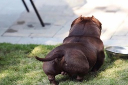 Thị trường - Tiêu dùng - Đại gia chi 2,6 tỷ mua chú chó "khủng" về Việt Nam, thuộc giống chó đắt nhất thế giới