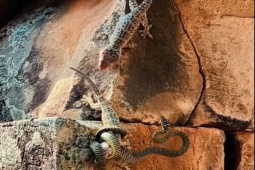 Media - Tung "liên hoàn cước", tắc kè đánh bay rắn, cứu đồng loại thoát chết