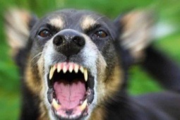 Tin tức trong ngày - Một con chó bị bệnh dại lao vào cắn 5 người ở Đồng Nai